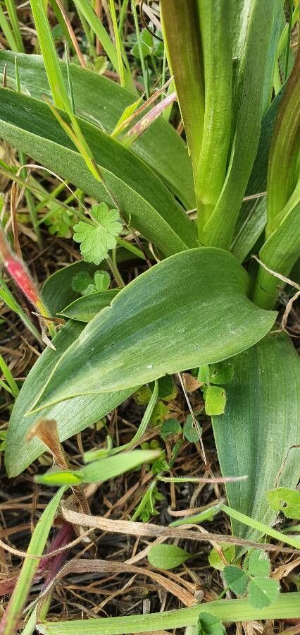 Anacamptis collina — related species from the same genus
