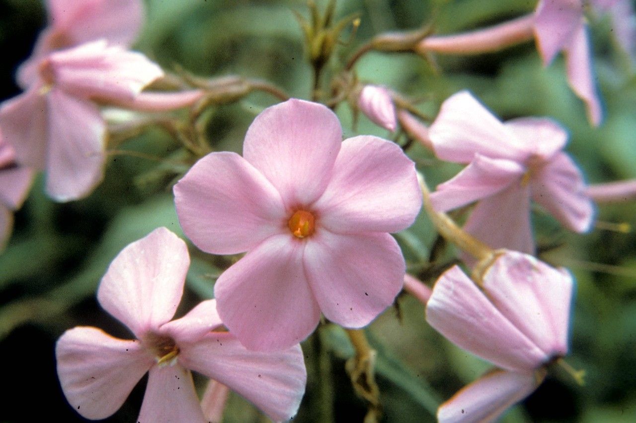 Phlox buckleyi — search result for 'Phlox'