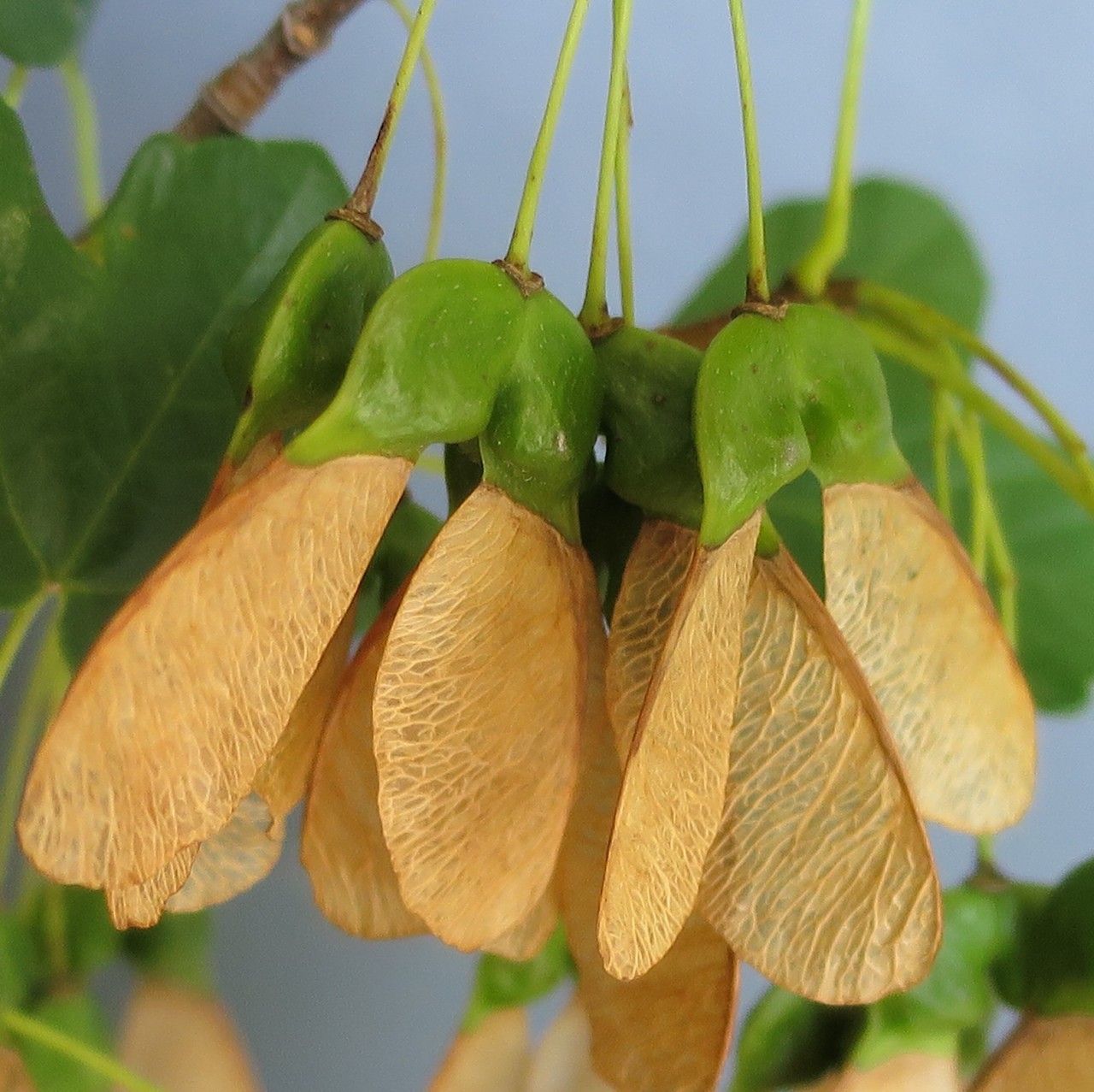 Acer × martini fruit