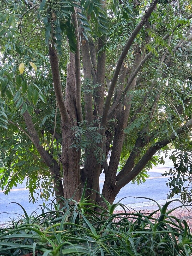 Rhodosphaera rhodanthema bark