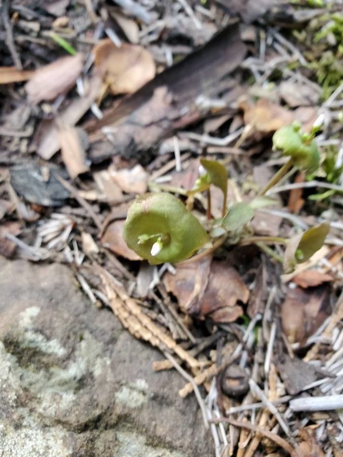 Claytonia parviflora flower
