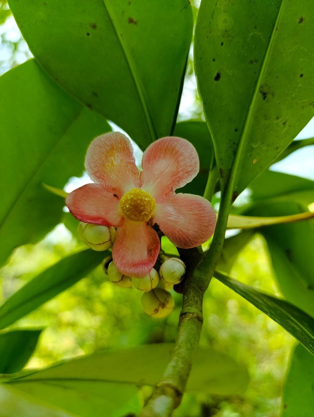 Clusia lineata flower