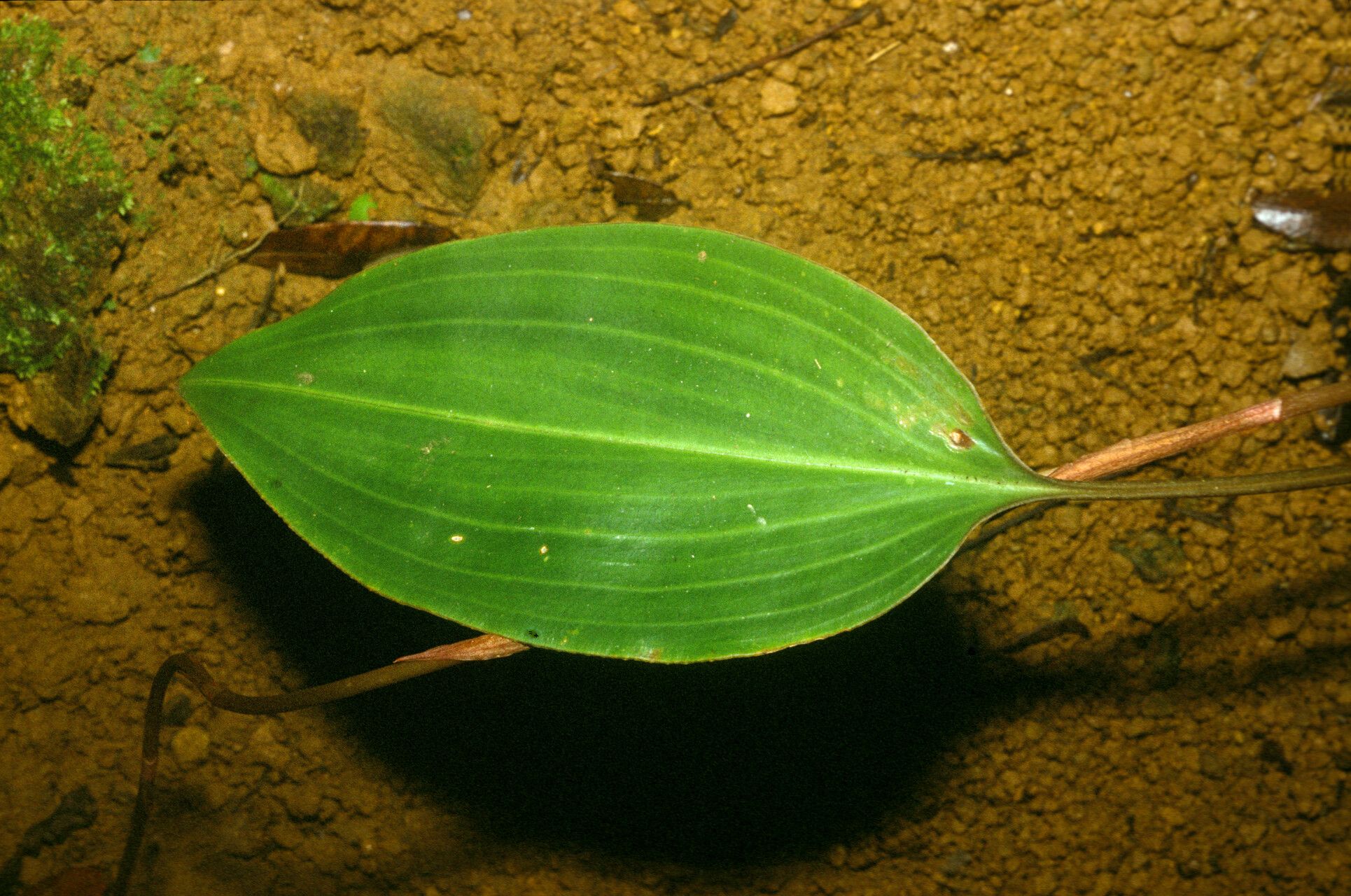 Prescottia stachyodes leaf