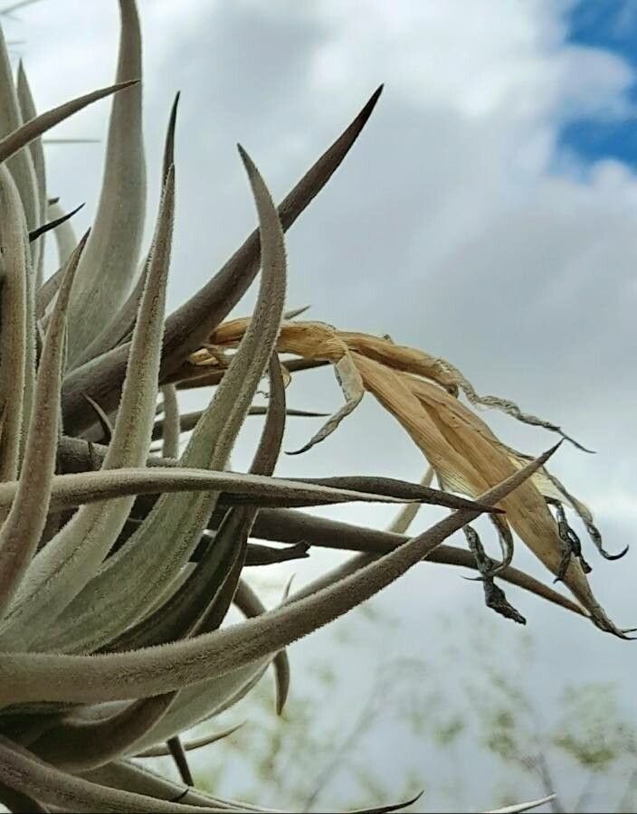 Tillandsia ixioides flower