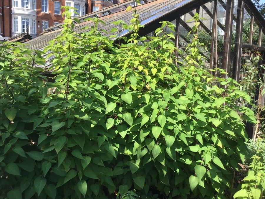 Salvia gesneriiflora — houseplant care guide