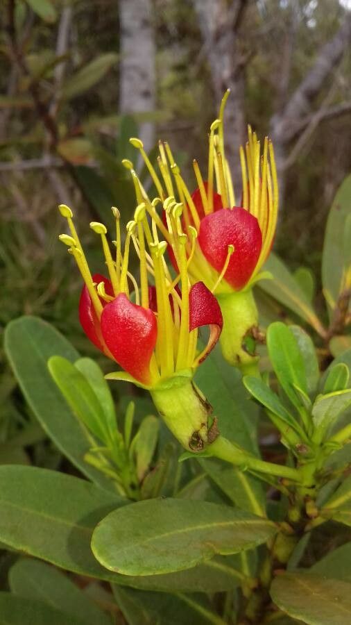 Xanthostemon aurantiacus flower