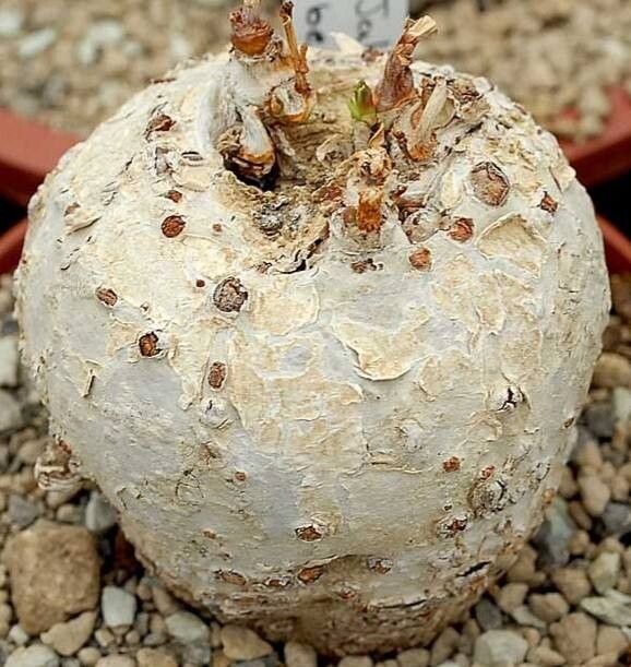 Jatropha breviloba — related species from the same genus