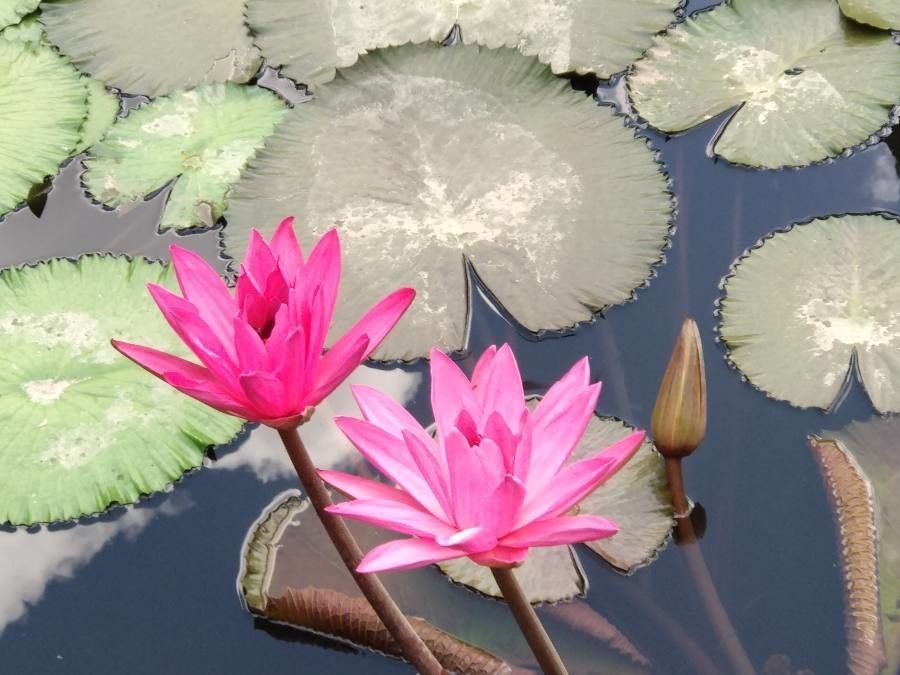Nymphaea rubra flower
