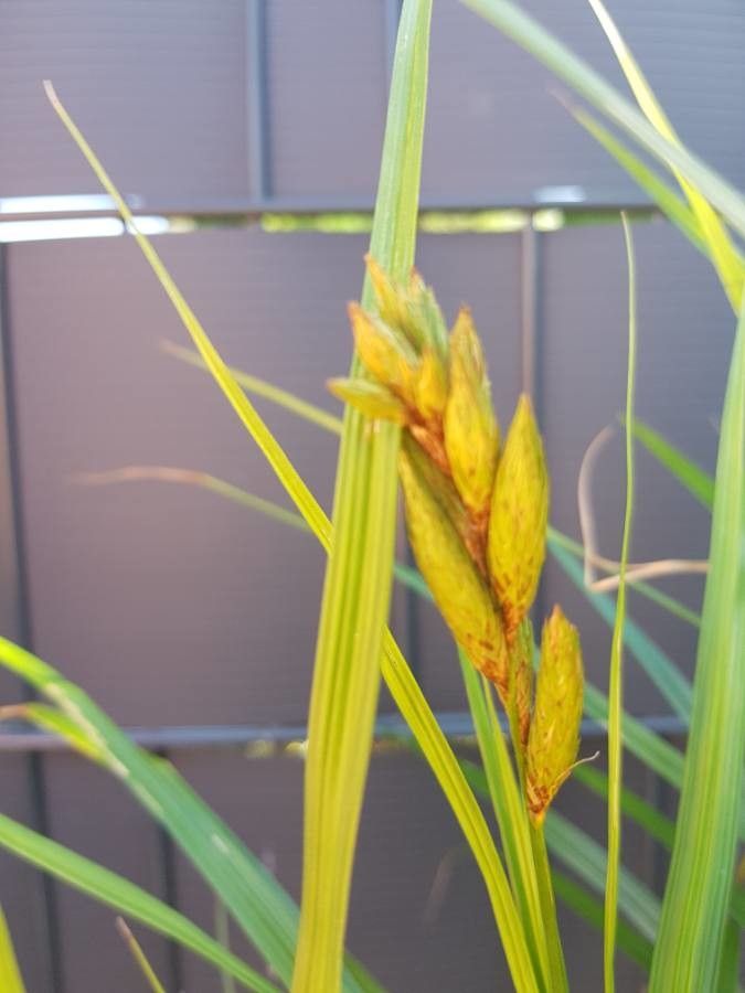 Carex hordeistichos fruit
