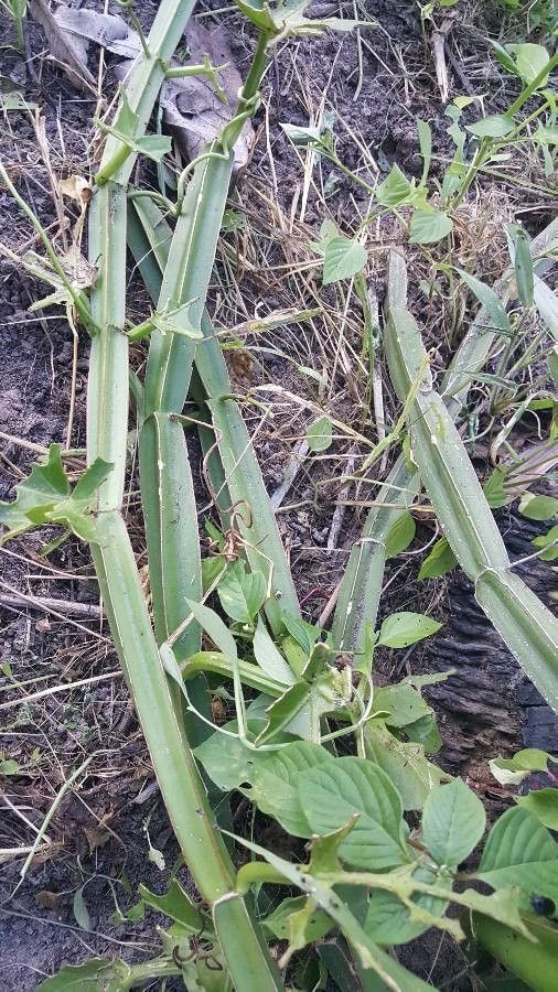 Cissus quadrangularis — houseplant care guide