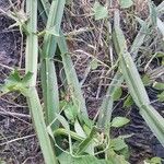 Cissus quadrangularis