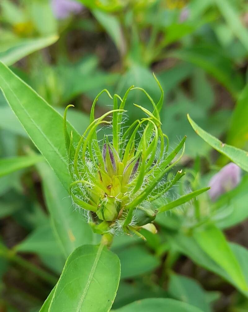 Justicia squarrosa other