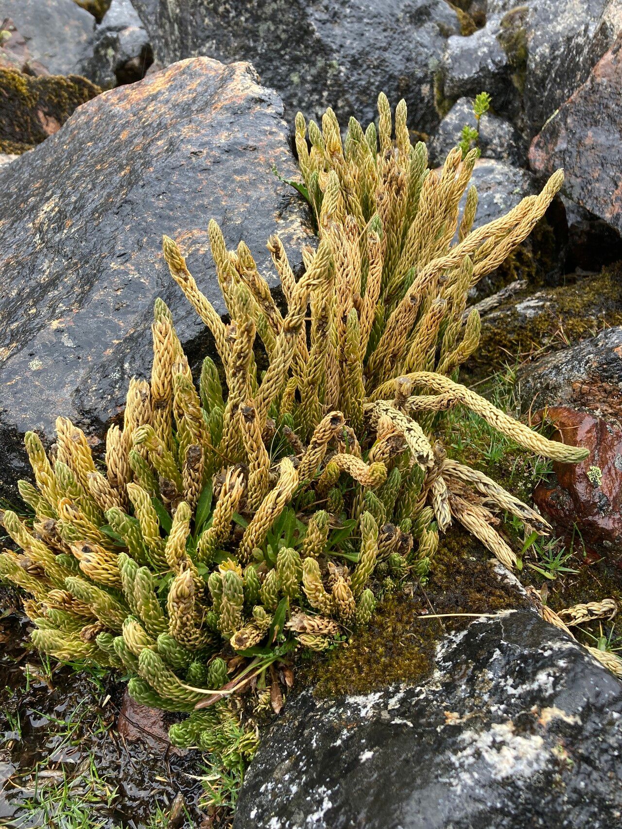 Huperzia saururus habit