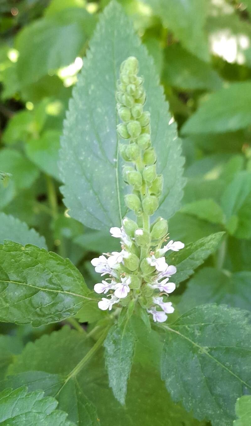 Teucrium vesicarium flower
