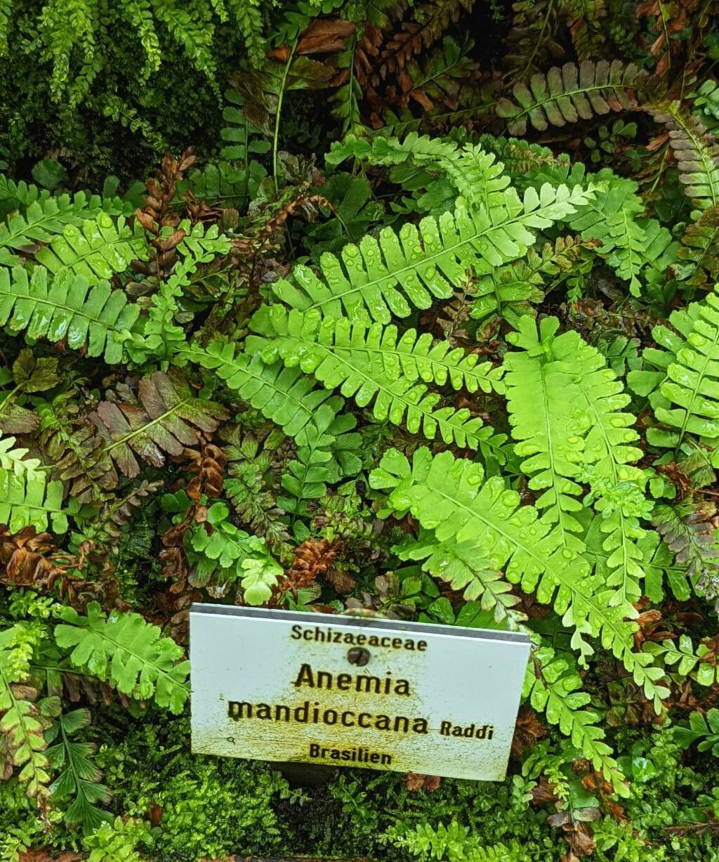 Anemia mandiocana habit