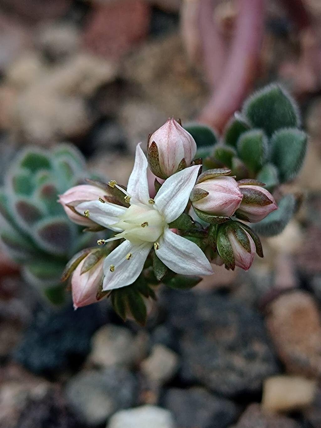 Sedum versadense flower