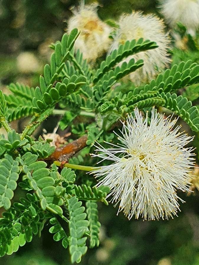 Vachellia etbaica flower