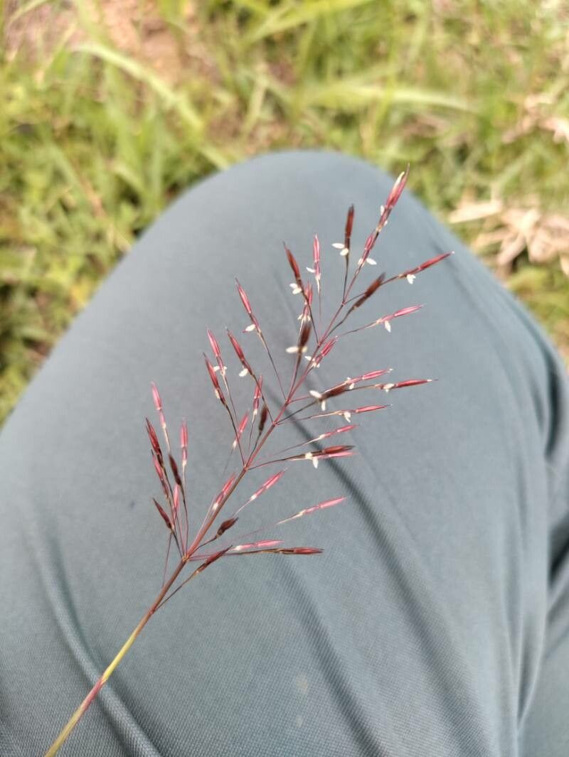 Chrysopogon aciculatus flower