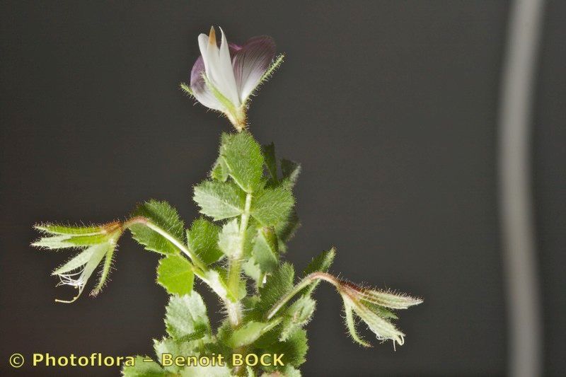 Ononis laxiflora other