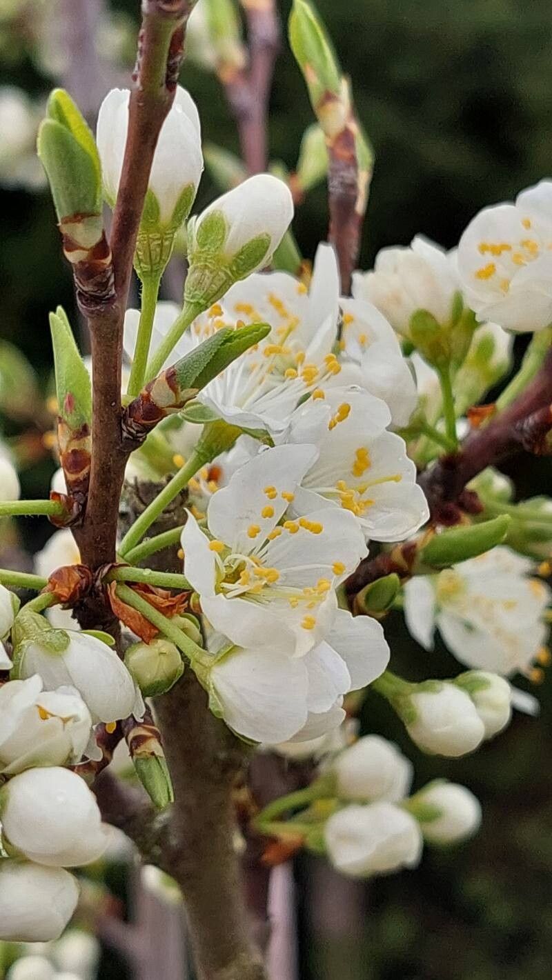 Prunus × syriaca flower