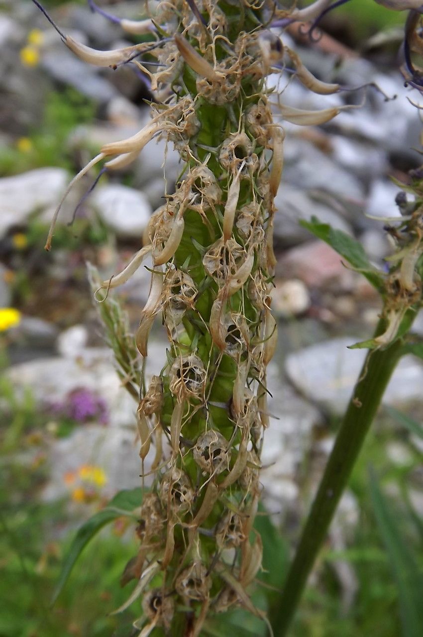 Phyteuma pyrenaicum fruit