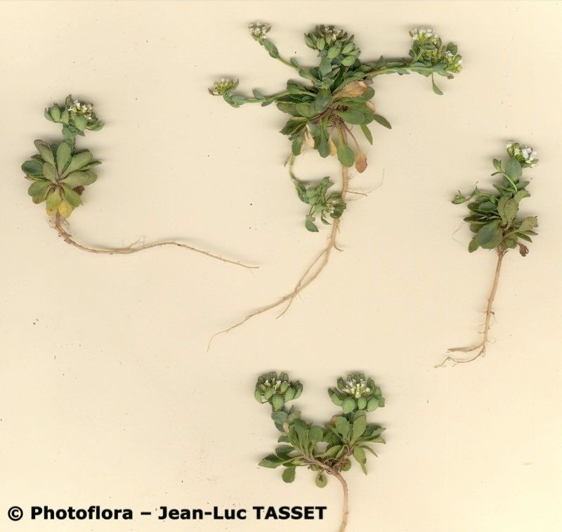 Noccaea brevistyla fruit