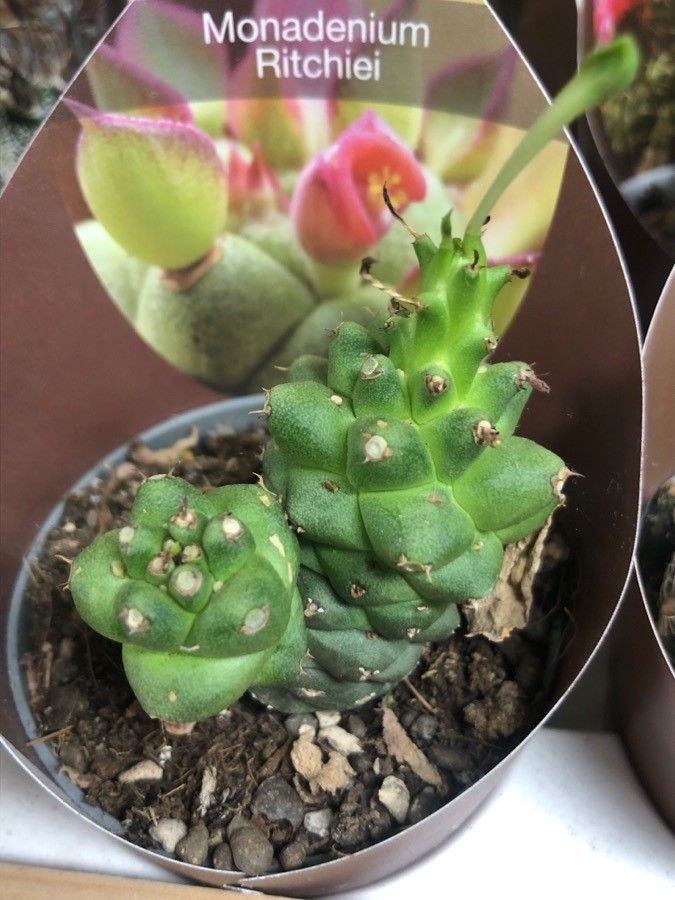 Euphorbia ritchiei leaf