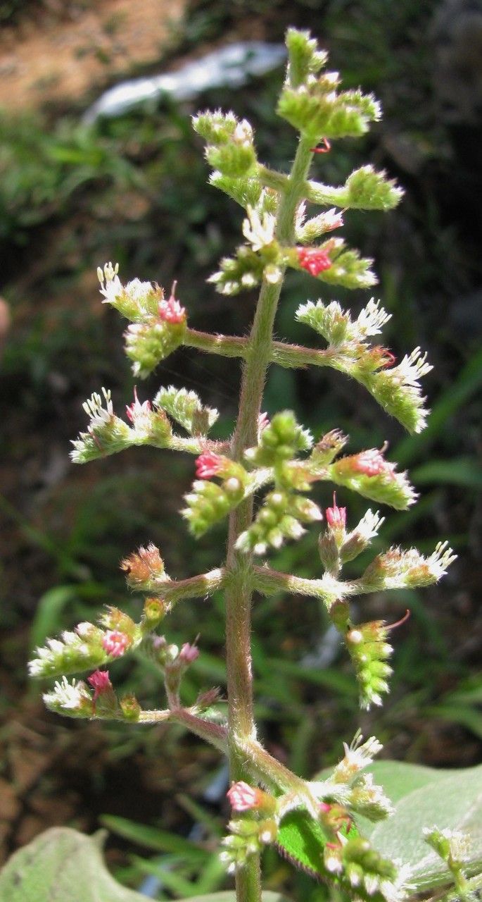 Miconia sulcicaulis other