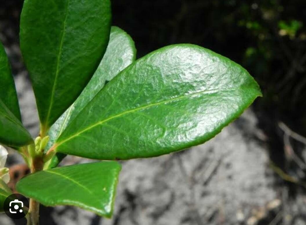 Ternstroemia brasiliensis — related species from the same genus