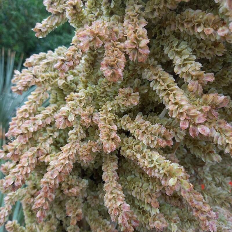 Dasylirion wheeleri fruit