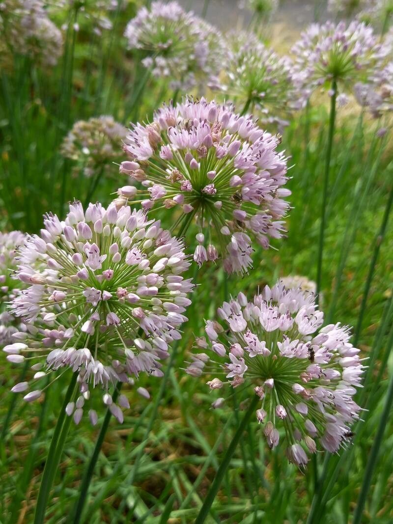 Allium nutans flower