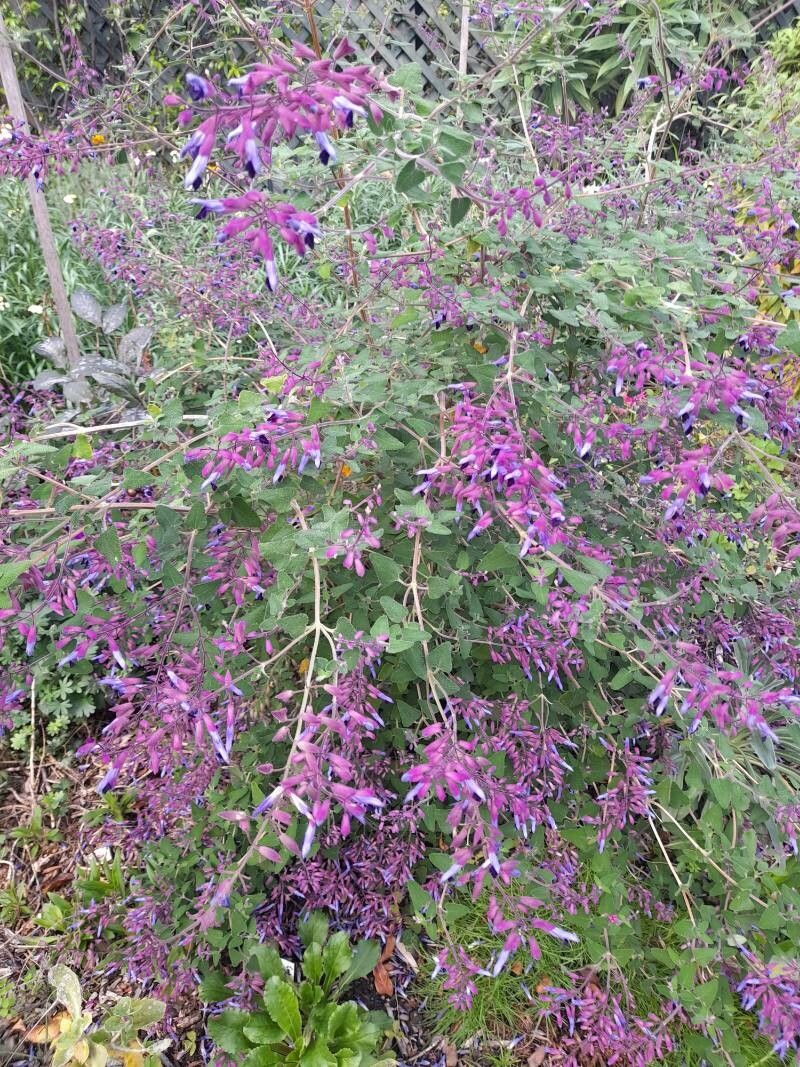 Salvia semiatrata habit