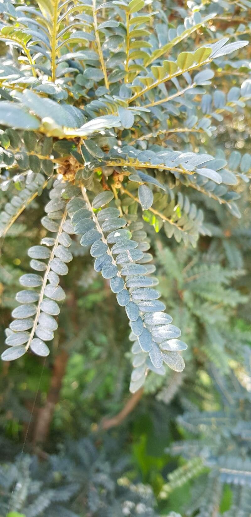 Sophora tetraptera leaf
