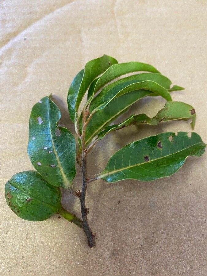 Virola gardneri — related species from the same genus