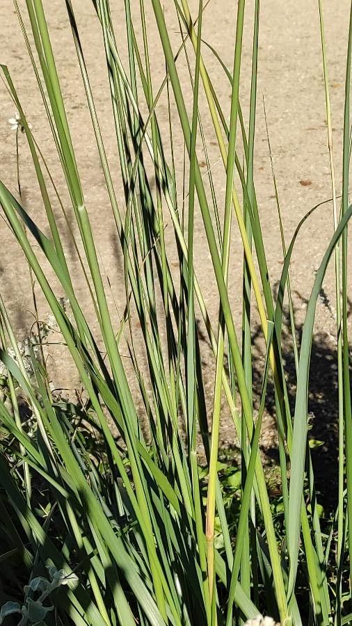 Pennisetum macrourum — search result for 'Pennisetum'