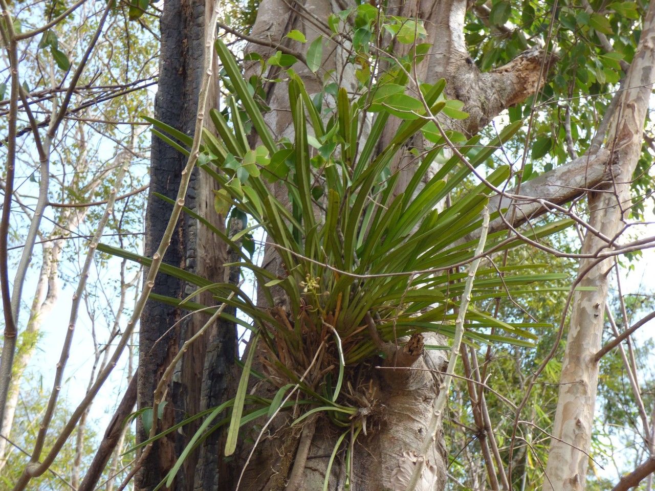 Cymbidium aloifolium habit