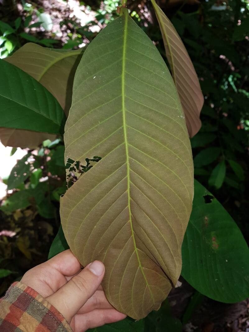 Pouteria spicata — search result for 'Pouteria'