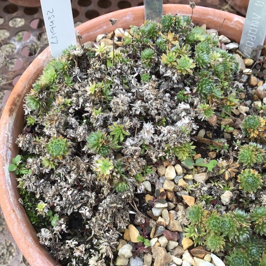 Androsace villosa leaf