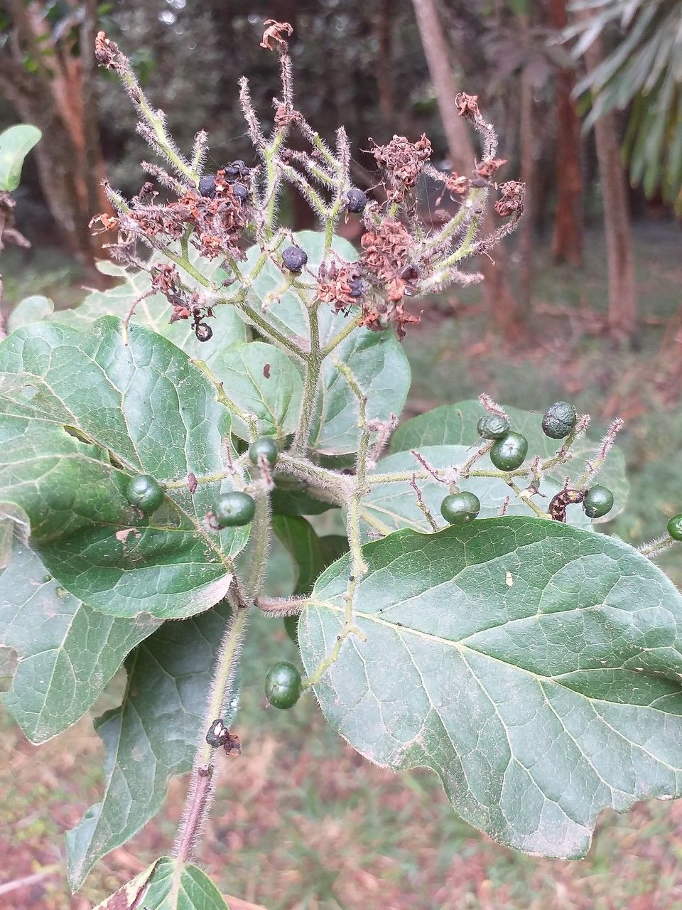 Ehretia cymosa fruit