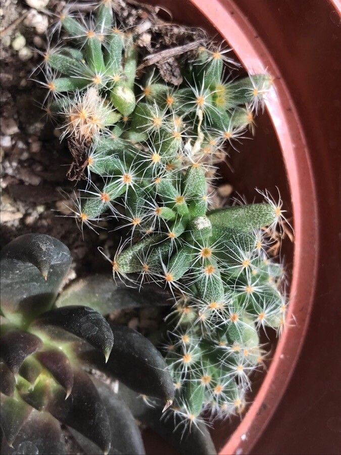 Trichodiadema densum leaf