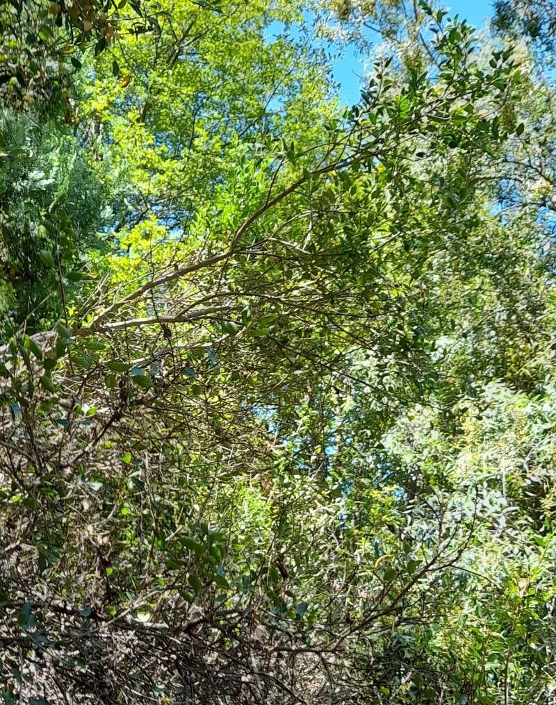 Schinus patagonica habit