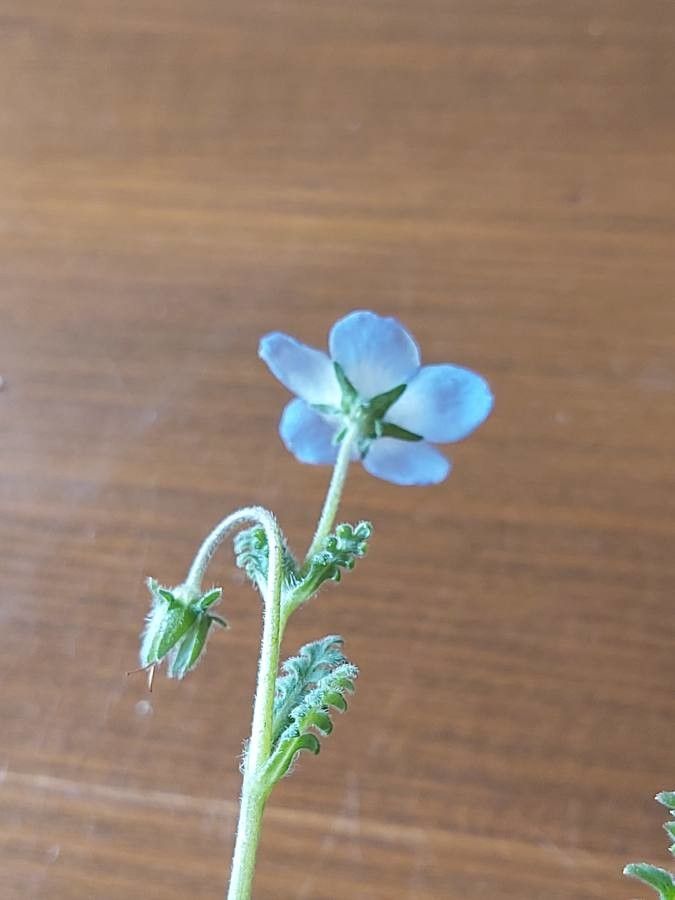 Nemophila menziezii — search result for 'Nemophila'