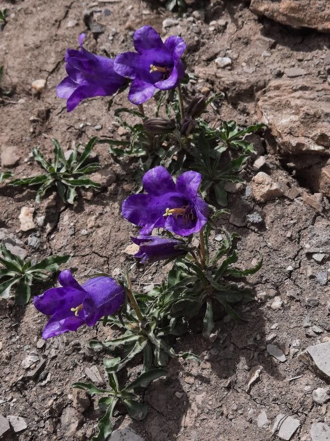 Campanula alpestris flower
