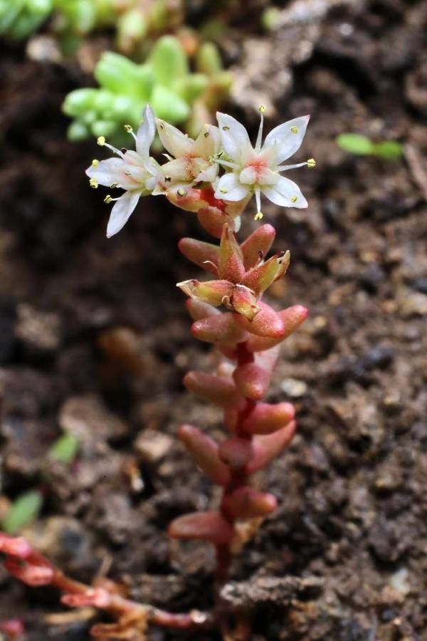 Sedum stefco flower
