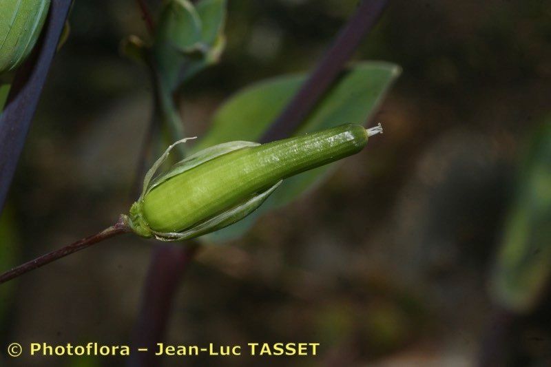 Cerastium perfoliatum fruit