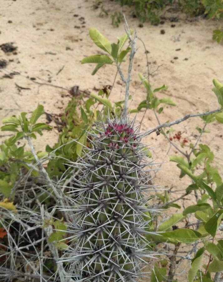 Echinopsis deserticola habit
