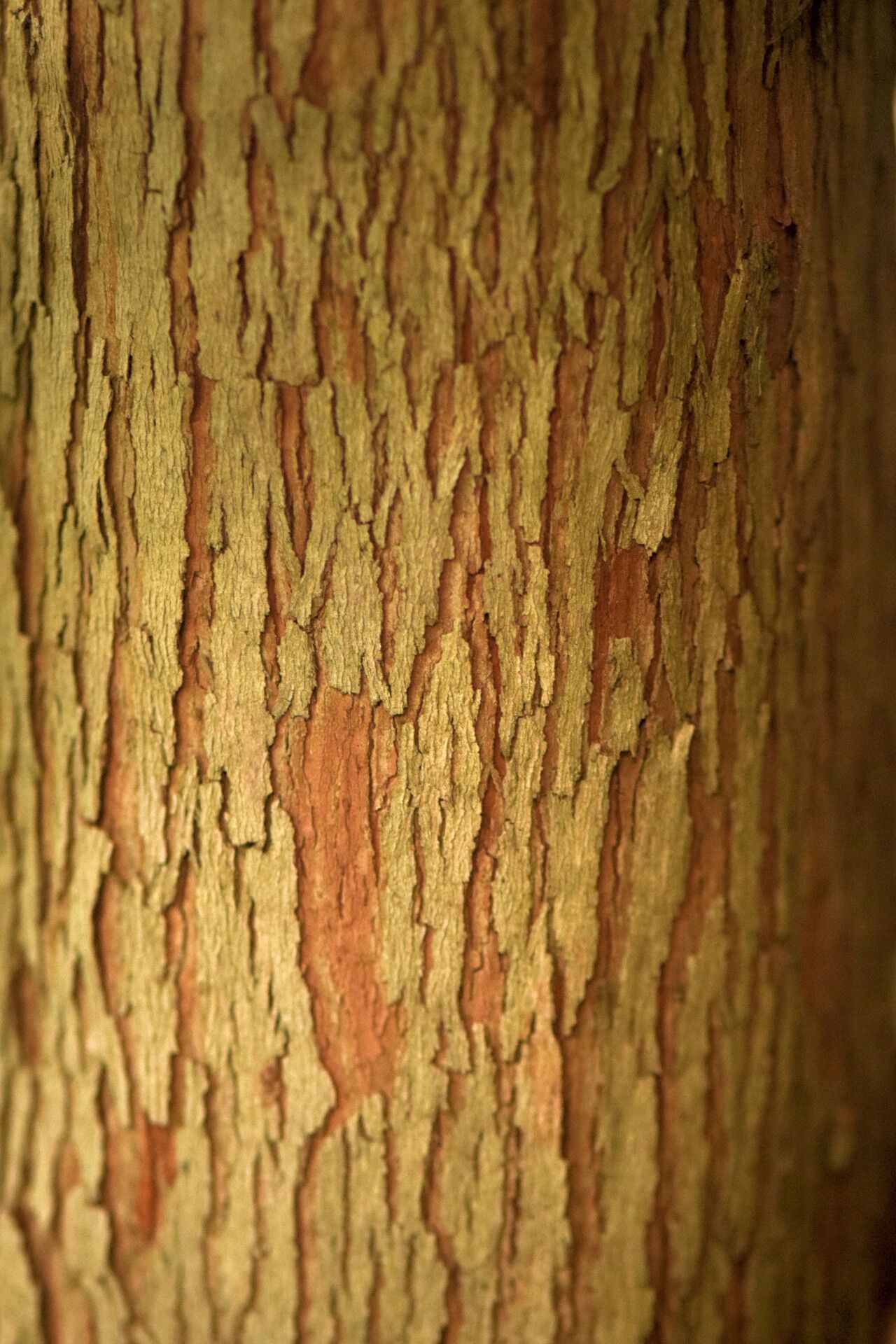 Myrcia guianensis bark