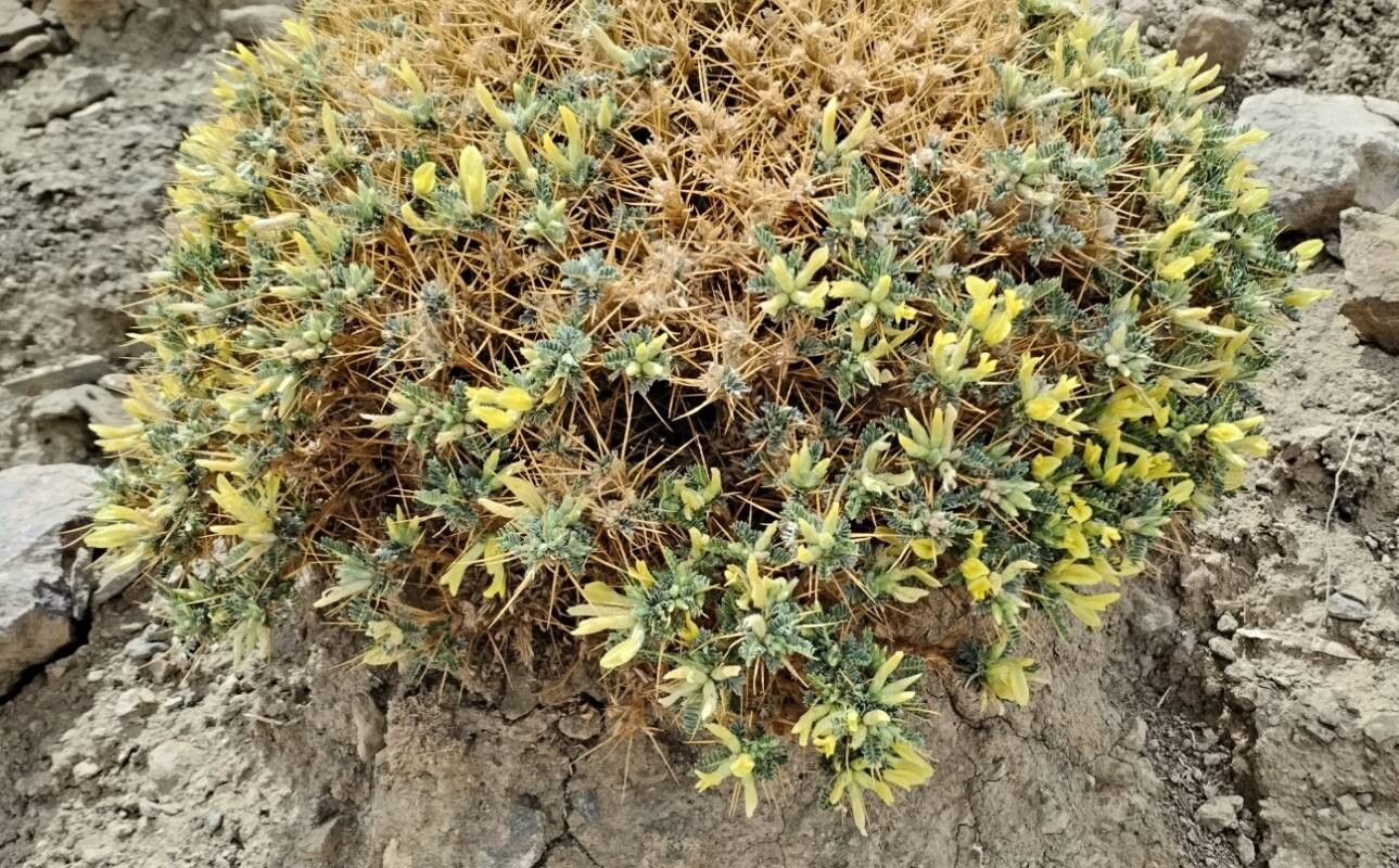 Astragalus ibrahimianus — houseplant care guide