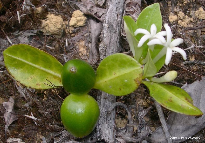 Psychotria ireneae habit