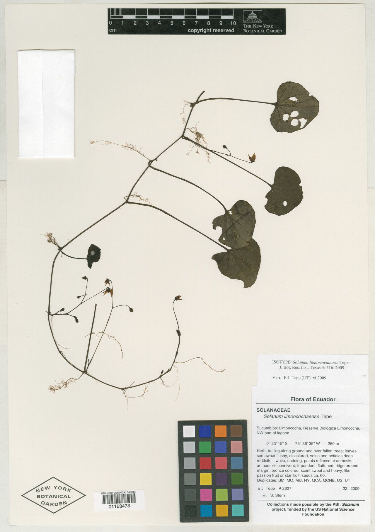 Solanum limoncochaense — houseplant care guide